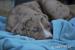 Louisianský Leopardí Pes - Louisiana Catahoula - Predaj