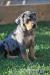Louisianský Leopardí Pes - Louisiana Catahoula - Predaj