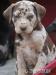 Louisianský Leopardí Pes - Louisiana Catahoula - Predaj