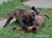 Belgický Ovčák-Malinois - Prodej