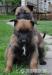 Belgický Ovčák-Malinois - Prodej