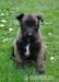 Belgický Ovčák-Malinois - Prodej