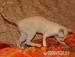 Cornish Rex s PP - Prodej