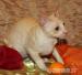 Cornish Rex s PP - Prodej