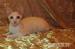 Cornish Rex s PP - Prodej