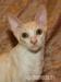 Cornish Rex s PP - Prodej
