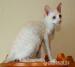 Cornish Rex s PP - Prodej