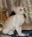 Cornish Rex s PP - Prodej