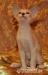 Cornish Rex s PP - Prodej