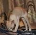 Cornish Rex s PP - Prodej