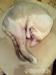 Cornish Rex s PP - Prodej