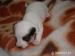 Jack russel terier - Prodej