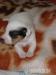 Jack russel terier - Prodej