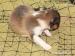 prodam šenatka sheltie  - Prodej