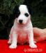 Jack Russell Terrier - Sprzedaż