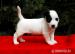 Jack Russell Terrier - Sprzedaż