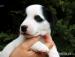 Jack Russell Terrier - Sprzedaż