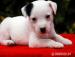Jack Russell Terrier - Sprzedaż
