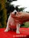 Jack Russell Terrier - Sprzedaż