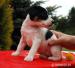 Jack Russell Terrier - Sprzedaż
