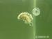 Berghia stephanieae -  Aeolidiella stephanieae - Verkauf