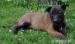 Belgický Ovčák malinois - Prodej