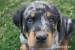 Francouzský ovčák - beauceron - pes s PP - Prodej