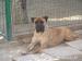 Bullmastiff na predaj - Predaj