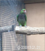 Predám amazoňan vinacea a eclectus solomonensis - Predaj