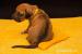 Rhodesian ridgeback šteniatka s PP - Predaj