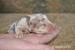 Louisianský leopardí pes - Louisiana Catahoula - Predaj