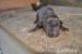 Louisianský leopardí pes - Louisiana Catahoula - Predaj
