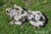 Louisianský leopardí pes - Louisiana Catahoula - Predaj