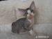 DEVON REX mačiatka s PP - Predaj