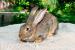 Krásne 3 mesačné králiky krížené BO + FB - Predaj
