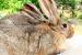 Krásne 3 mesačné králiky krížené BO + FB - Predaj