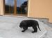 Flat Coated Retriever - Prodej