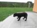 Flat Coated Retriever - Prodej