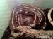 Lampropeltis getula californiae chovný pár - Predaj