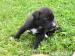 Štěňátka amerického stafordšírského teriéra - Prodej
