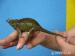 chamaeleo jacksonii willegensis - Prodej