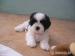 Prodáme štěňata shih-tzu - Prodej