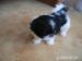 Prodáme štěňata shih-tzu - Prodej