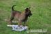 Bellgický ovčák -  malinois - Prodej