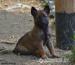 Bellgický ovčák -  malinois - Prodej