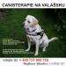 Štěnátka labradora - Prodej