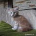 Maine coon piękne kocięta! - Sprzedaż