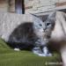 Maine coon piękne kocięta! - Sprzedaż