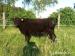 Prodám plemenného býka Galloway - Prodej