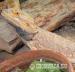 Agama vousatá - dospělý samec a samice - Prodej